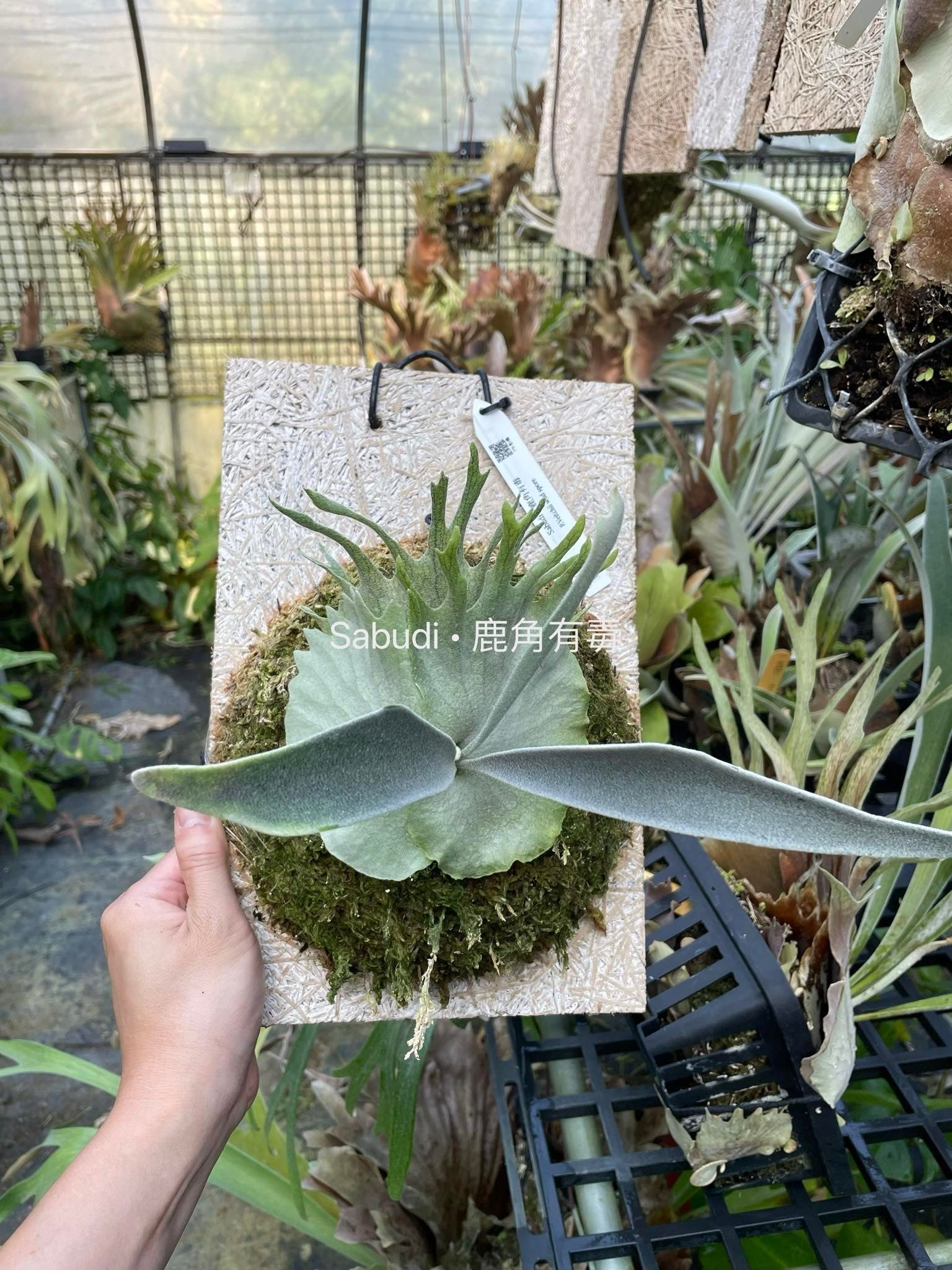 Platycerium Veitchii spores - Iconic Growth | Unique Plant – HCorchids