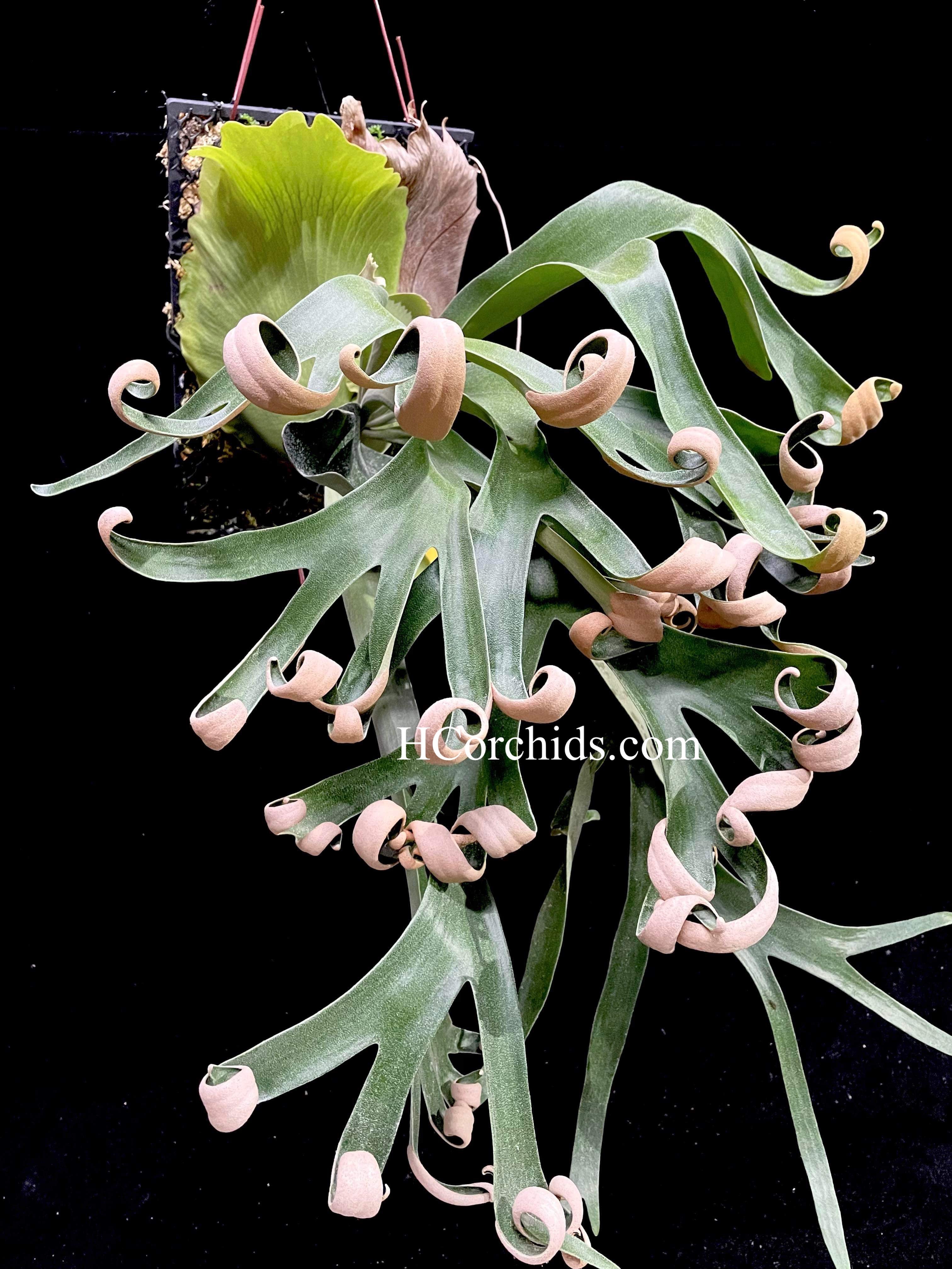 フーンシキOC子株 P.FoongSiQi ビカクシダ 株分け品子株 オリジナル