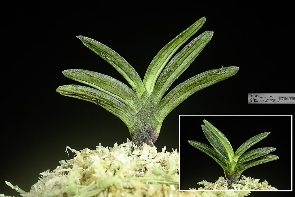 商品を探す-富貴蘭 - 東洋蘭専門店 花ごよみ | 春蘭・富貴蘭など通販