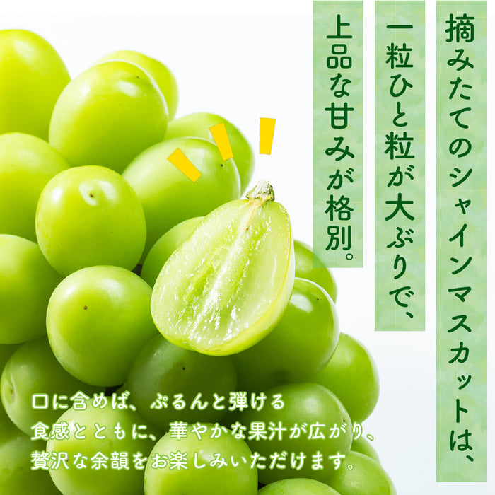 ご家庭用【訳あり】SUNマルシェ／シャインマスカット1kg — HANAEMU marché