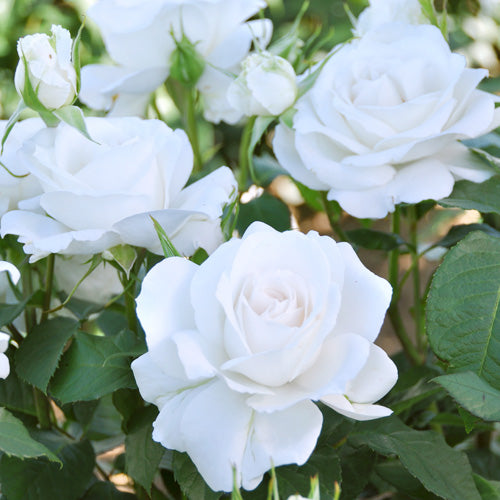 ホワイト – はなはなショップ