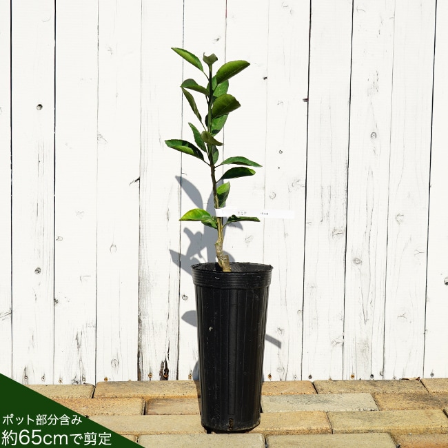 タチバナ 香酸柑橘類 苗 販売 苗木部 By 花ひろばオンライン