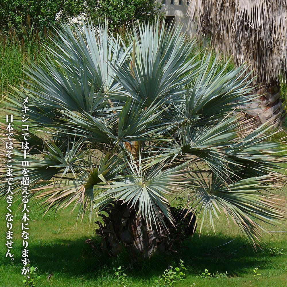 ブラヘア アルマータ 苗 おすすめ 苗木部 By 花ひろばオンライン