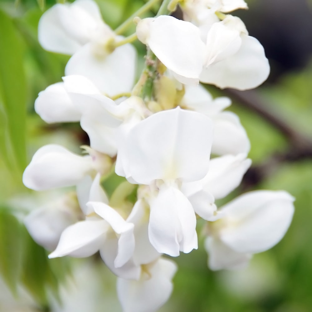 花藤 白花美短 苗 販売 苗木部 By 花ひろばオンライン