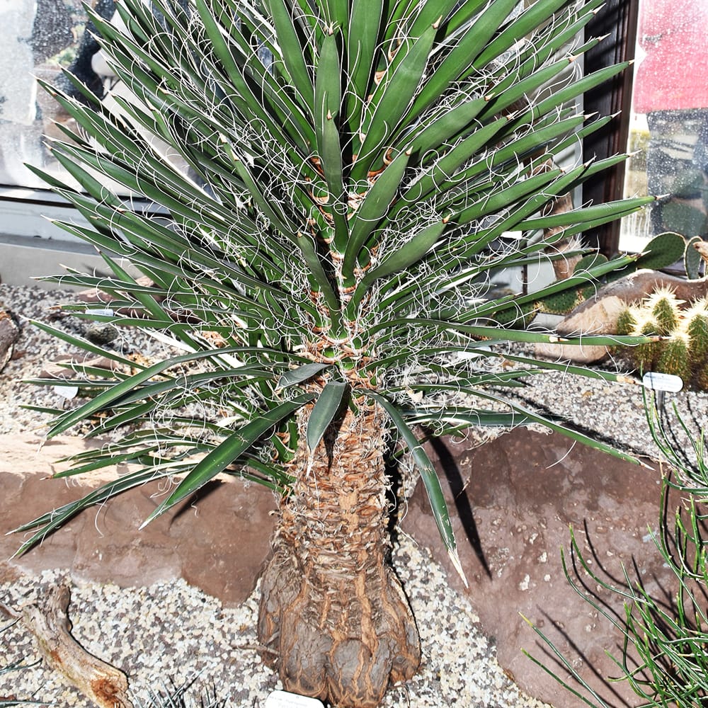 ユッカ フィリフェラ 苗 販売 苗木部 By 花ひろばオンライン