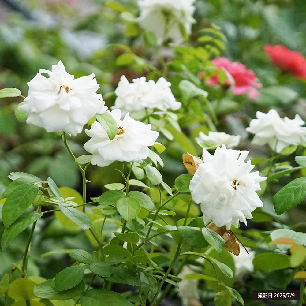 バラ S シュラブ （半つるバラ） コケットロマンティカ 苗 販売 苗木部