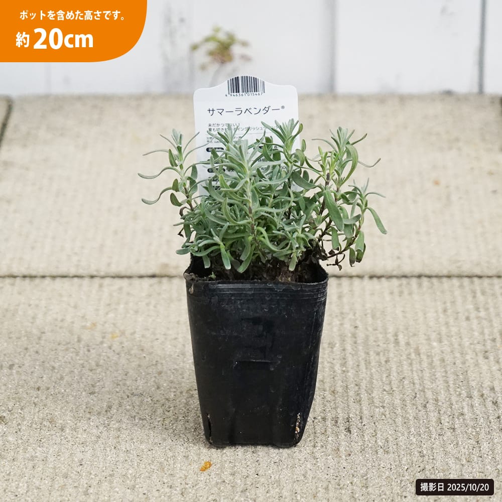 ラベンダー サマーラベンダー 苗 販売 苗木部 By 花ひろばオンライン