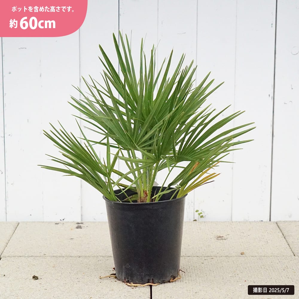ヤシ チャメロプス フミリス 苗 おすすめ 苗木部 By 花ひろばオンライン