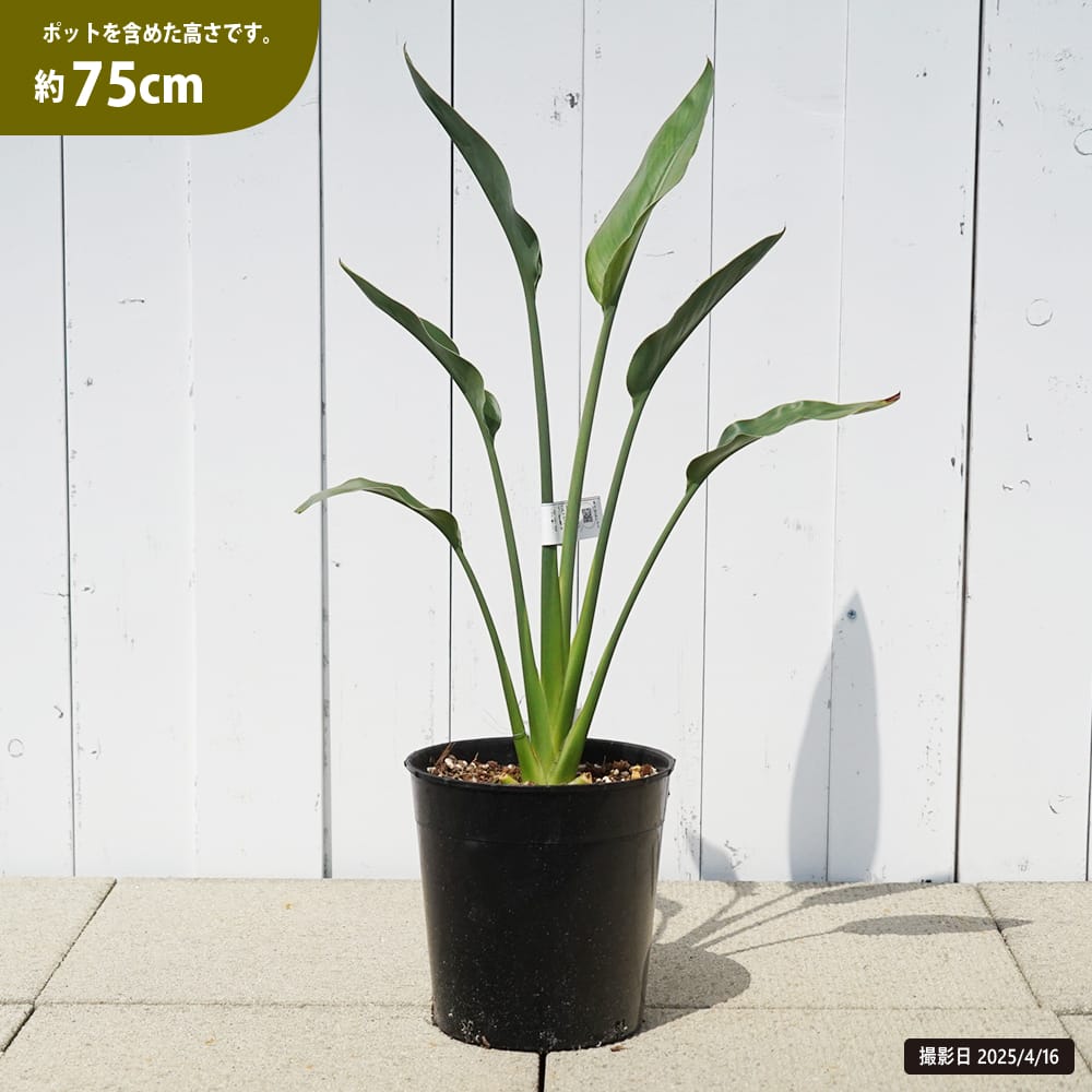 ストレリチア レギネ 苗 通販 苗木部 By 花ひろばオンライン