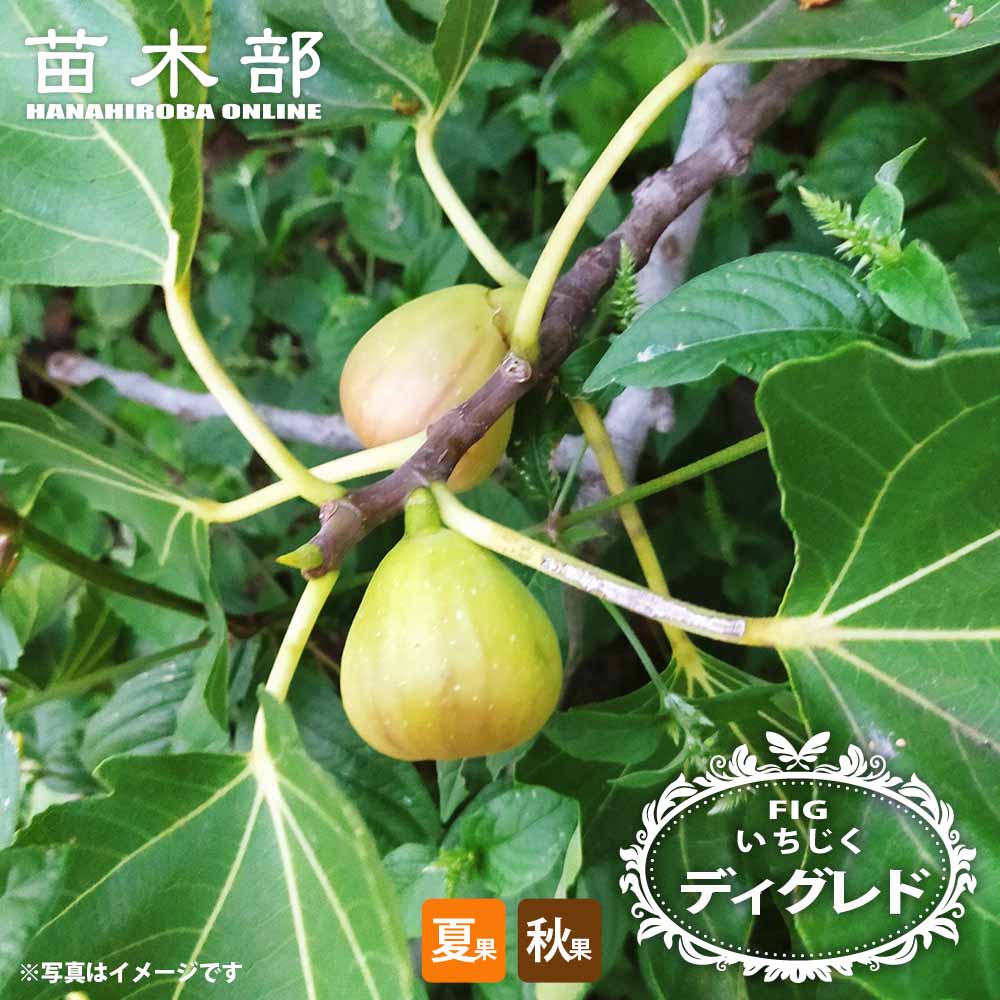 イチジク 夏秋兼用種 ディグレド 苗 販売 苗木部 By 花ひろばオンライン