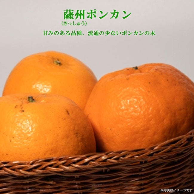 薩州ポンカン みかん 苗 通販 苗木部 By 花ひろばオンライン