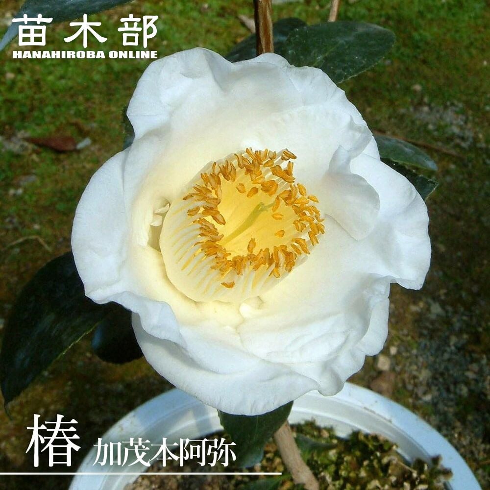 000000049130-01.jpg?size=m&w=