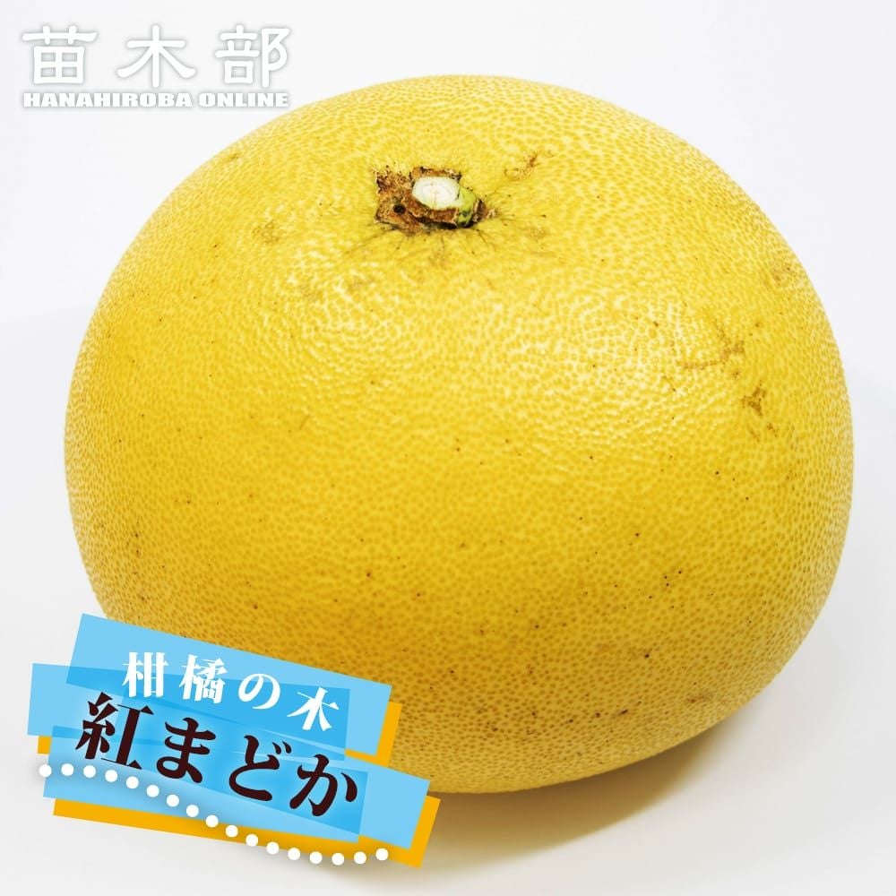 柑橘 雑柑類 紅甘夏の販売 苗木部 By 花ひろばオンライン