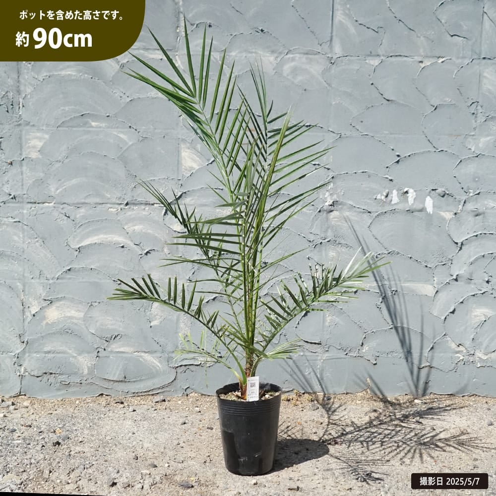 000000064200-01.jpg?size=m&w=