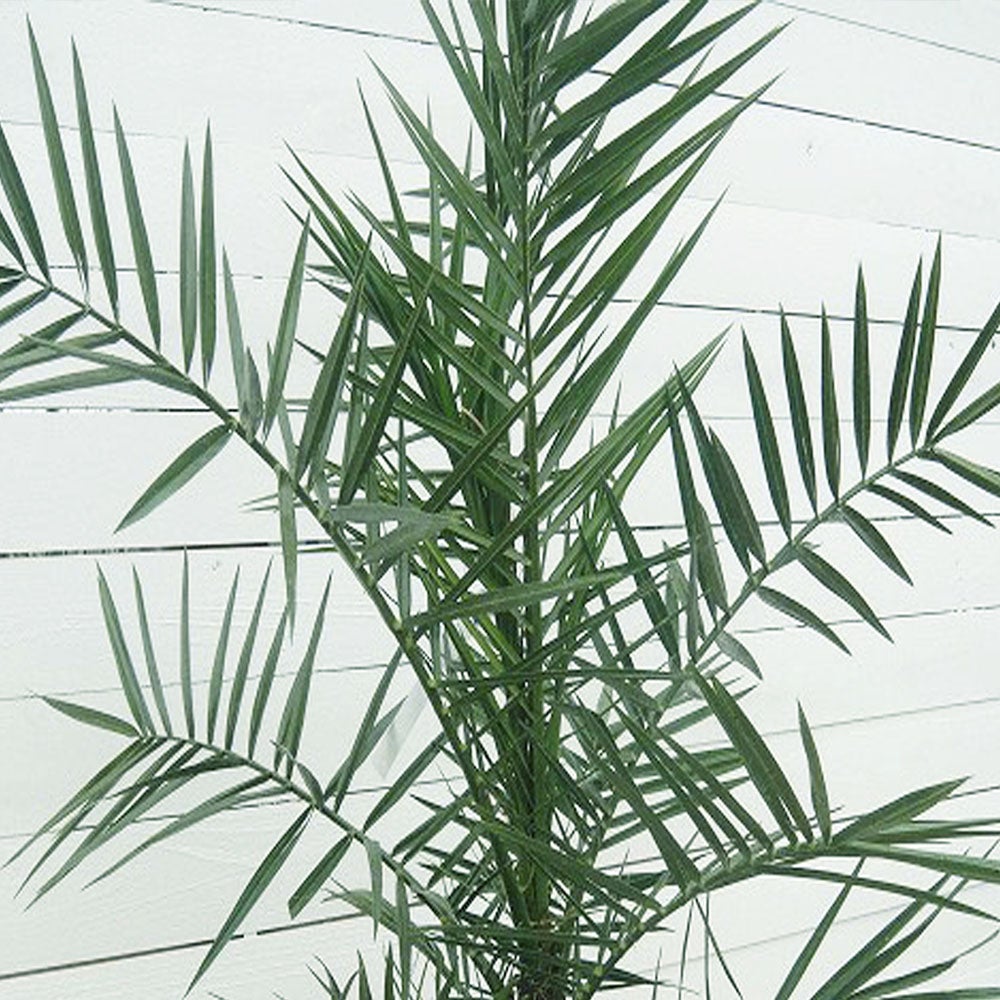 ヤシ カナリーヤシ 苗 販売 苗木部 By 花ひろばオンライン