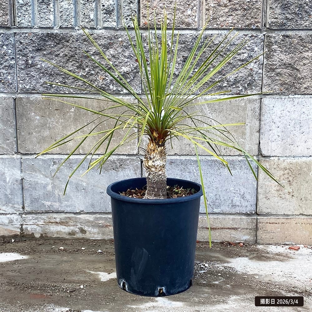 和*ん様 ユッカ ロストラータ Hybrid No.1 す*お様 ユッカ