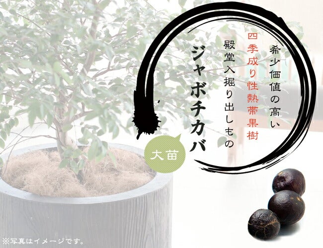 000000088192-05.jpg?size=l&w=