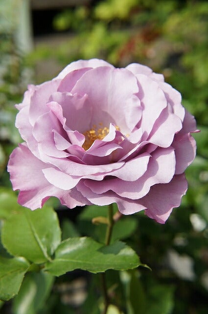 バラ ディオレサンス FL フロリバンダ 苗 販売 苗木部 By 花ひろば