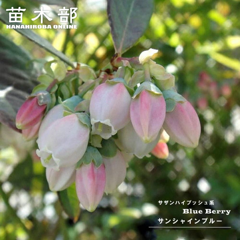ブルーベリー ノーザンハイブッシュ系 レガシー 苗 販売 苗木部 By 花