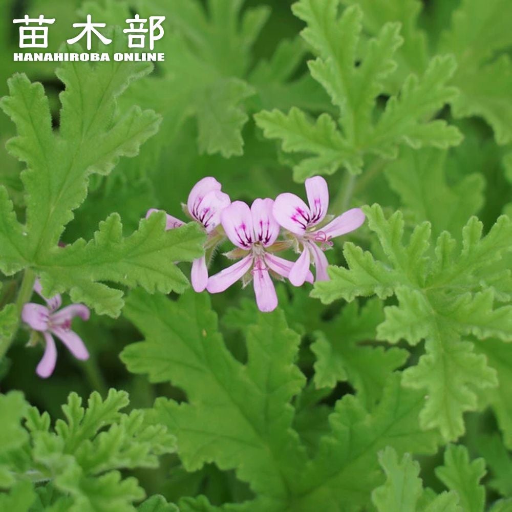 000000011097-01.jpg?size=l&w=