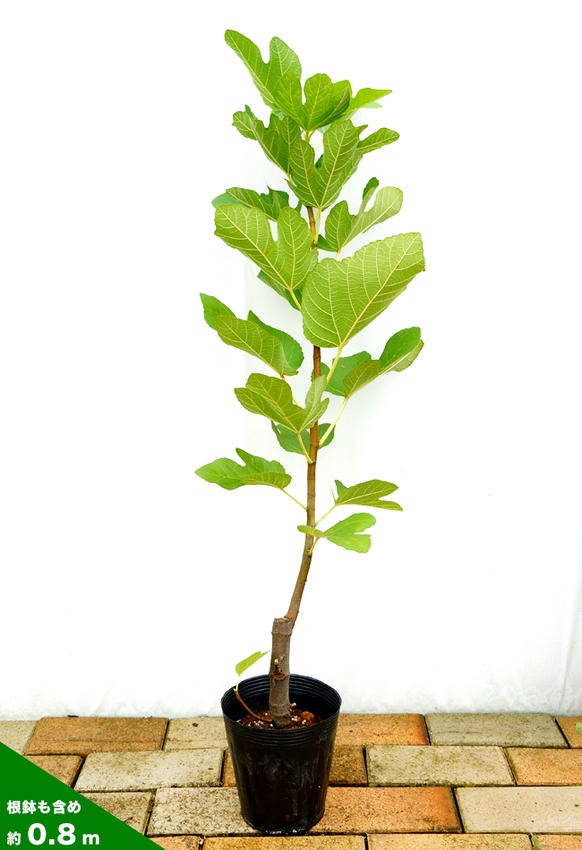 イチジク 夏秋兼用種 アーチペル 苗 販売 苗木部 By 花ひろばオンライン