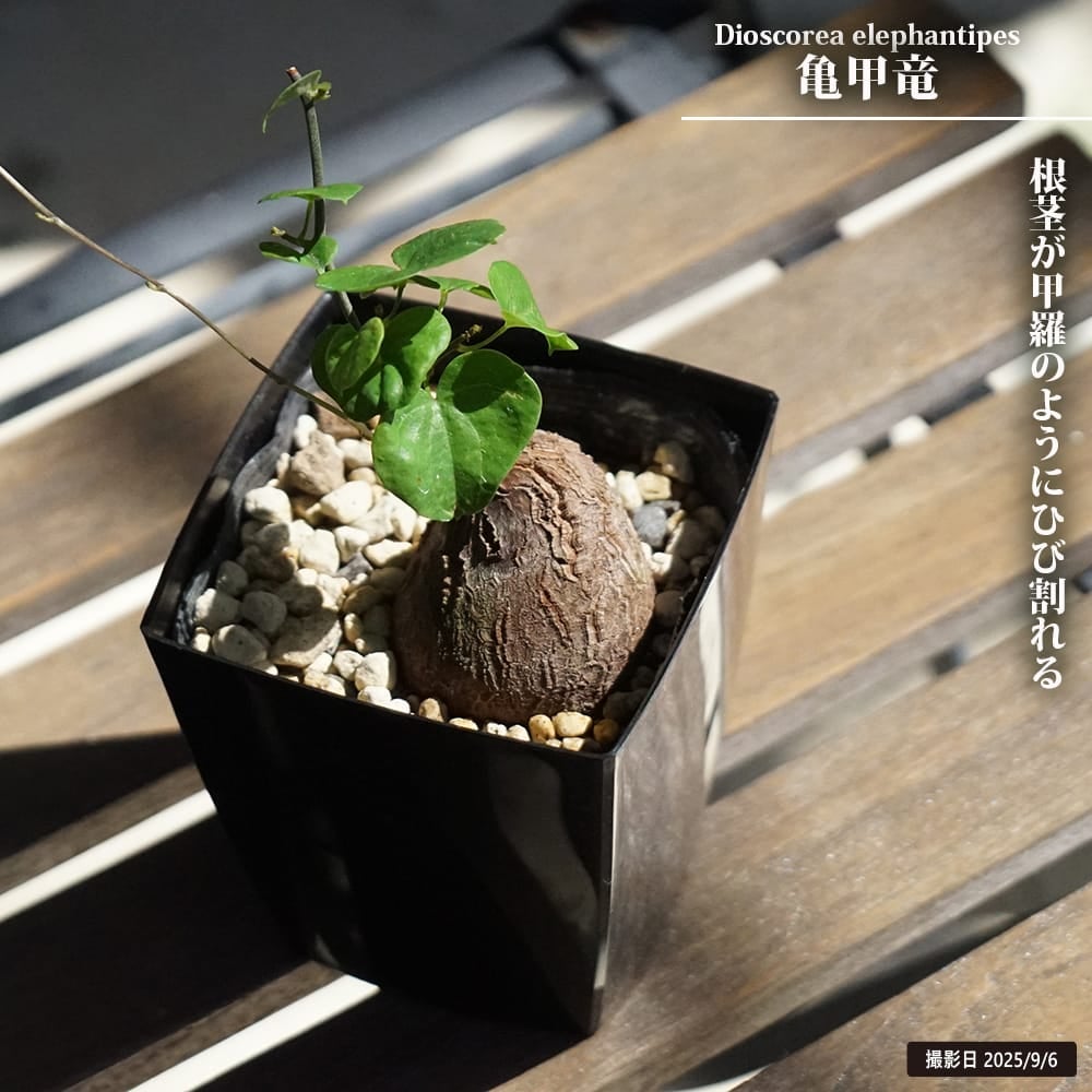 ディオスコレア 亀甲竜 苗 販売 苗木部 By 花ひろばオンライン