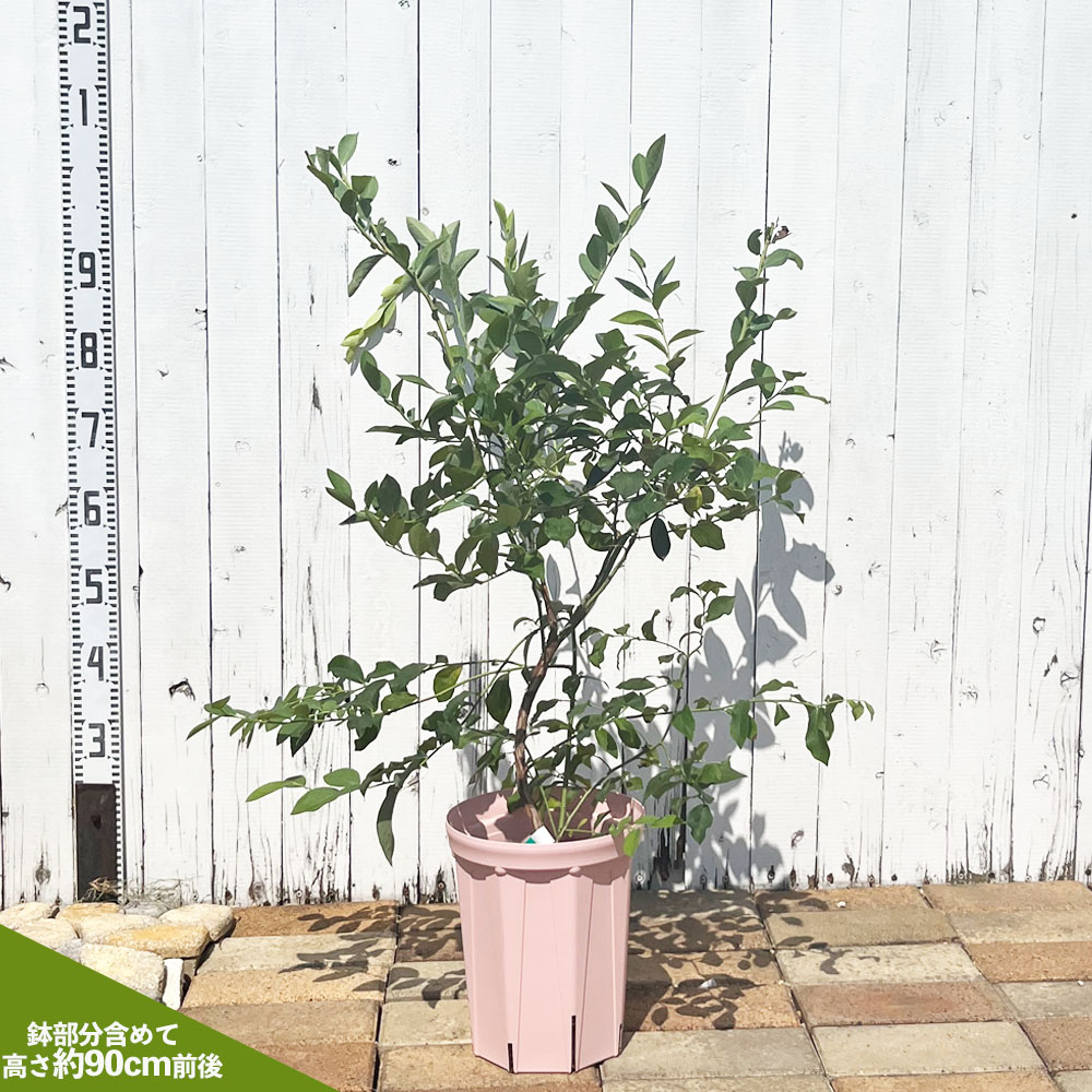 ブルーベリー苗ブリジッタ＆ミスティ大苗2本セット ブルーベリー苗