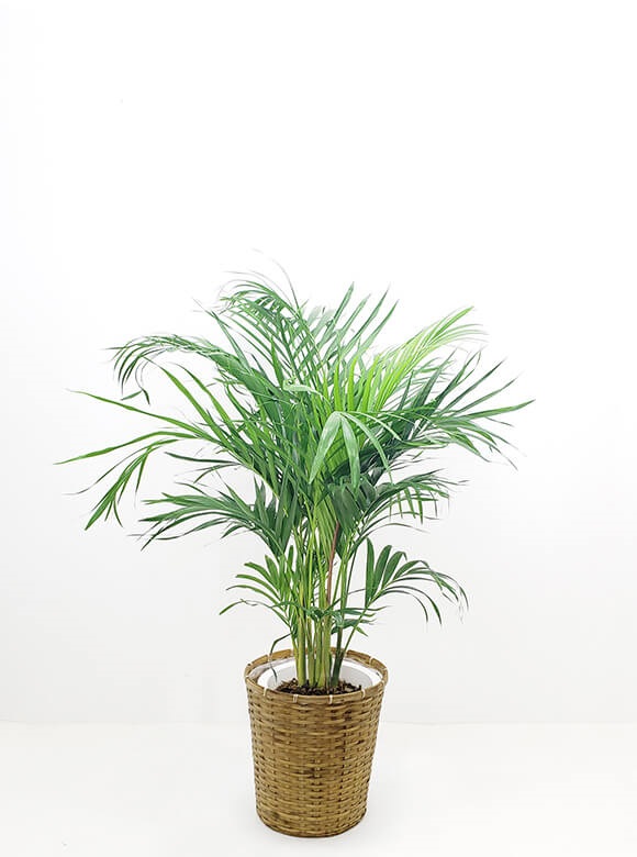 アレカヤシ8号 ブラックポット | 花のギフト通販なら花百花 ‐hanahyakka‐