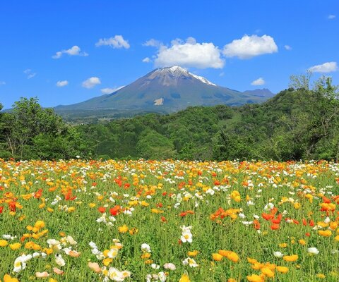全国の花風景 | 「日本全国の花風景検索サイト【はなまっぷ】｜季節
