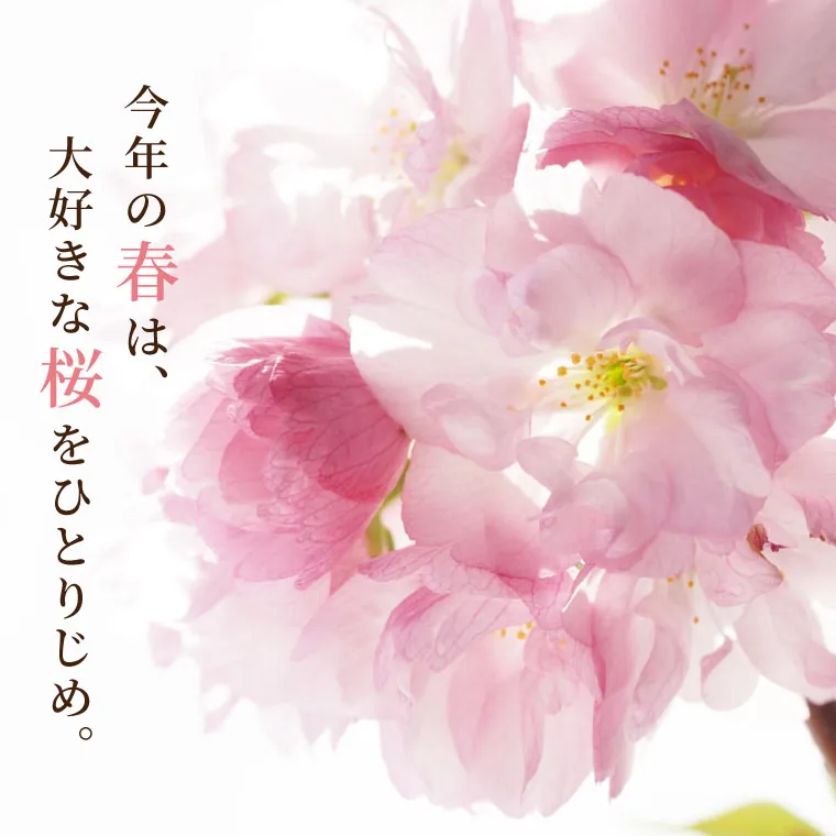 原画・送料無料】春 迎春 お部屋でお花見気分 「桜」原画縦約40㎝×横約