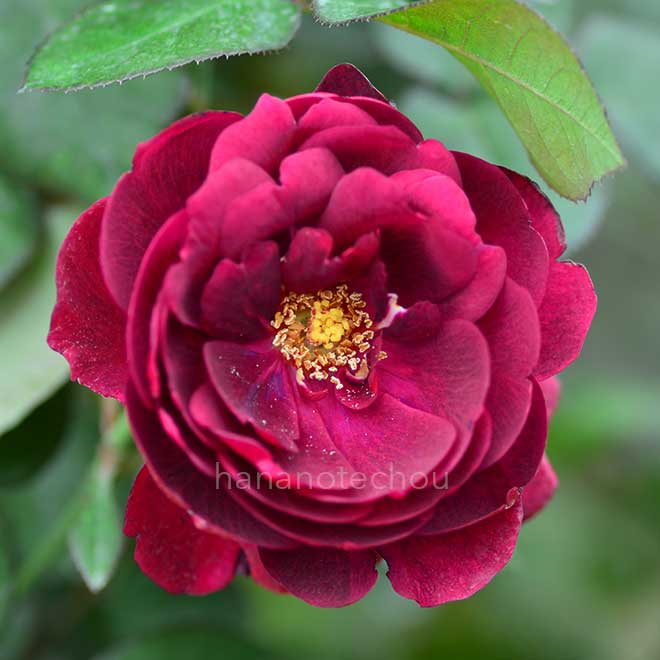 バラ ザ ナイト｜ROSE The Knight｜花の手帖のwebバラ図鑑