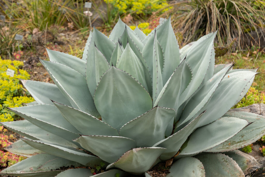 アガベ オバティフォリアの育て方｜植物図鑑｜HanaPrime（ハナプライム）