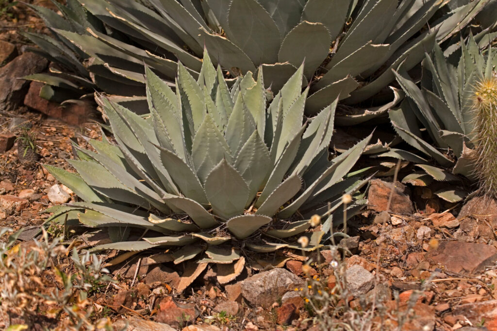 アガベ 吉祥天の育て方｜植物図鑑｜HanaPrime（ハナプライム）