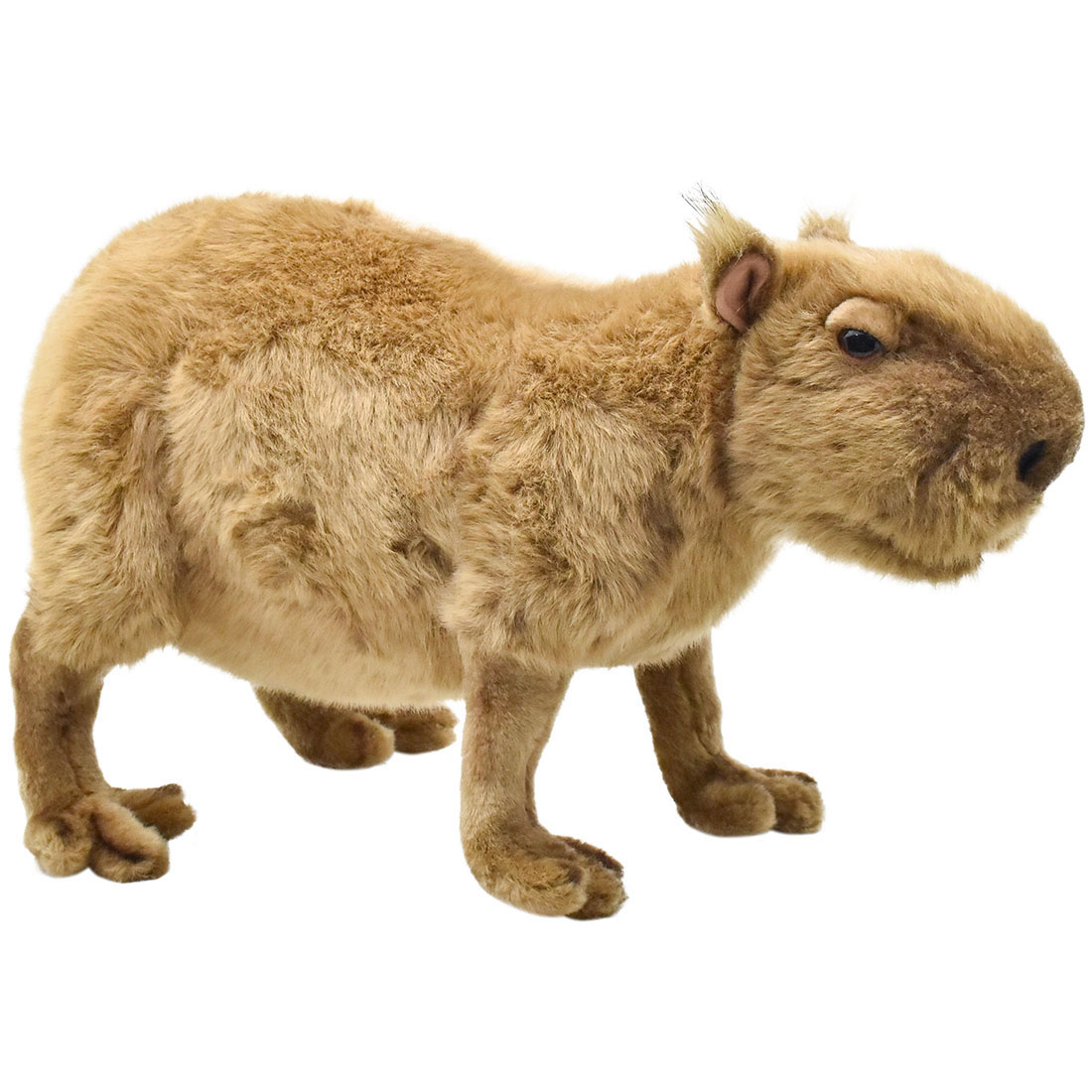 カピバラ 42 | HANSA