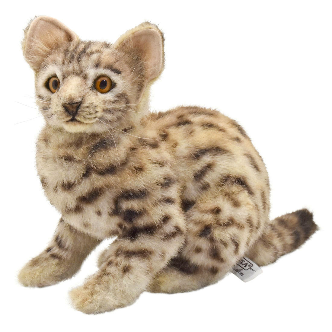 ベンガルヤマネコ 35 | HANSA