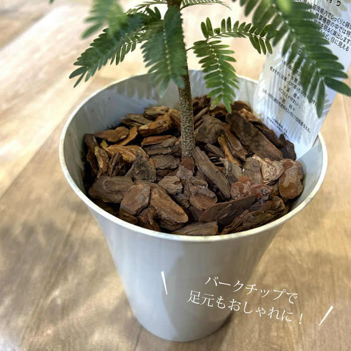 エバーフレッシュ 5号 – 鉢人