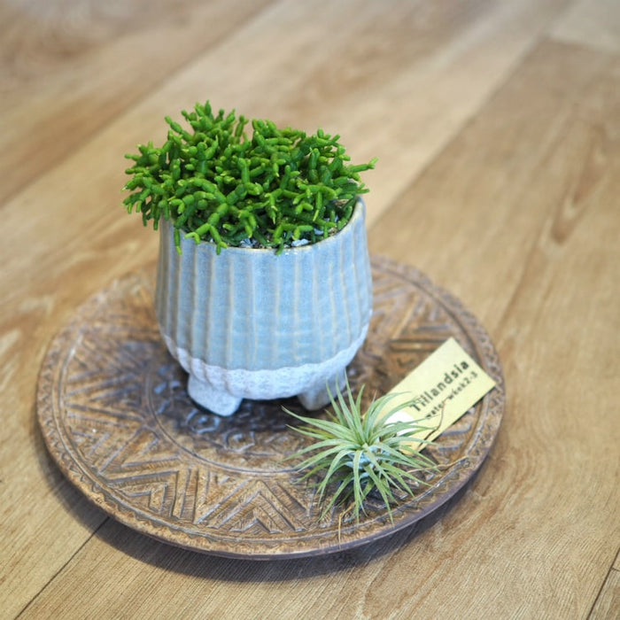 tb117_03_700x.jpg?v=1656638380