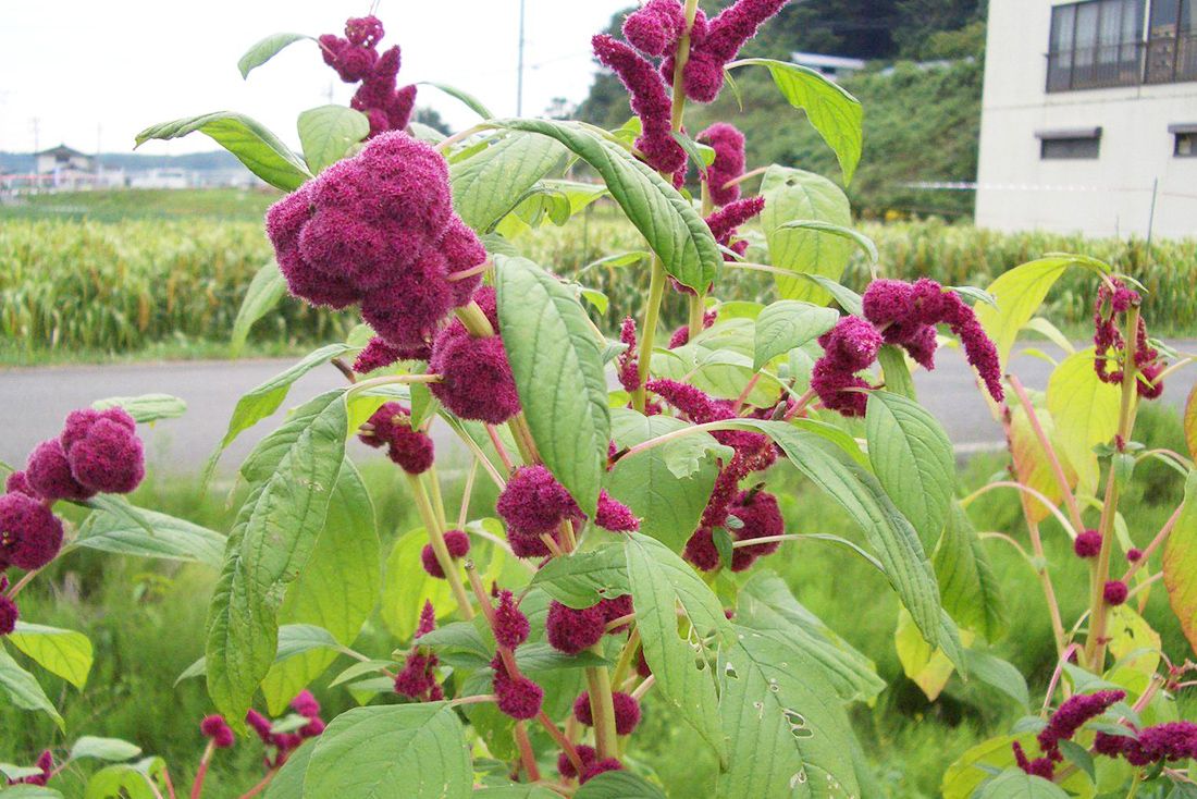 アマランサス | 雑穀辞典 | 雑っていいこと | はくばく