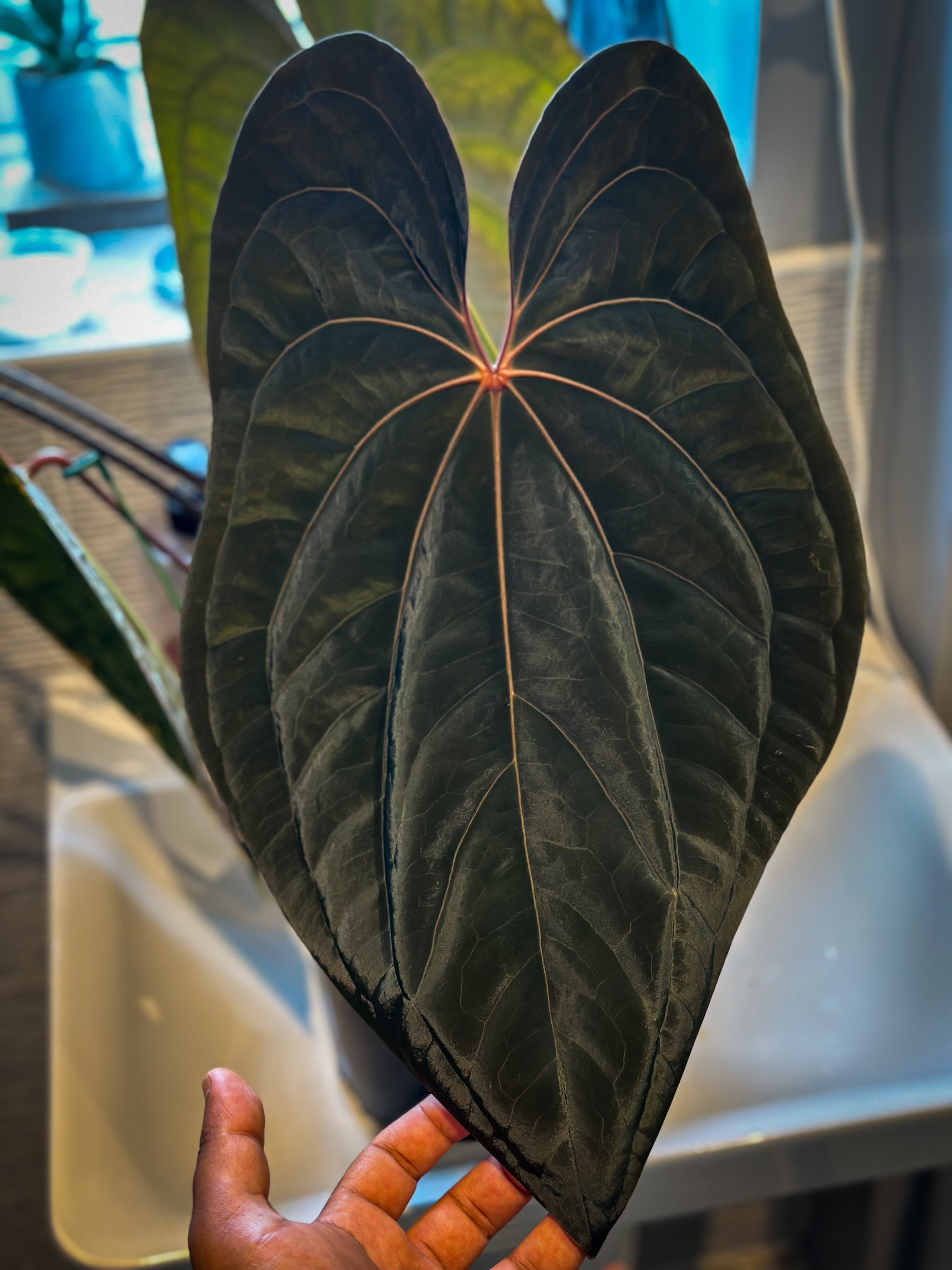 Anthurium RVDP X Carlablackiae × AOS – HappiestPlants
