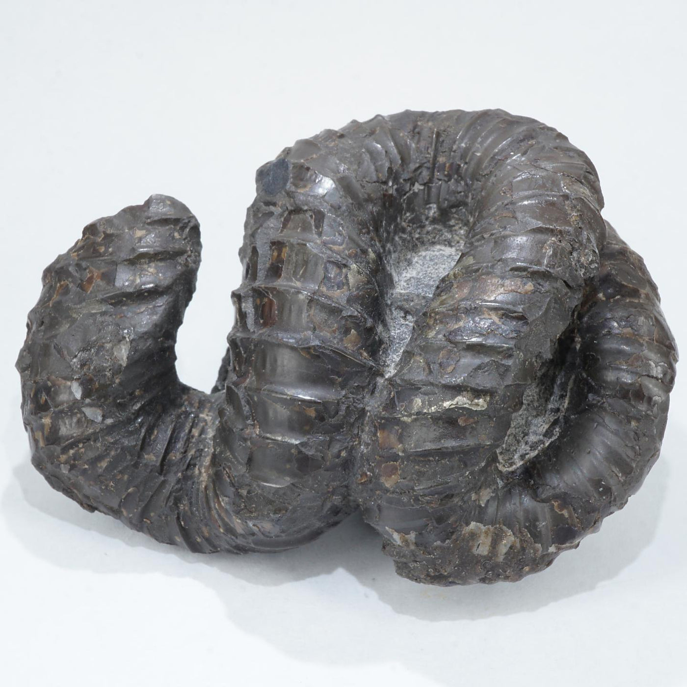 北海道 芦別川産 化石 ニッポニテス サハリーネンシス 約166g＜天然石