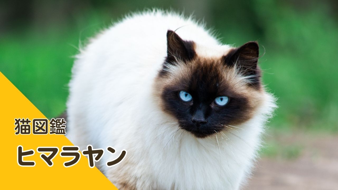 ヒマラヤン猫の魅力とは？特徴と性格を徹底解説！ | ハピプレねこ