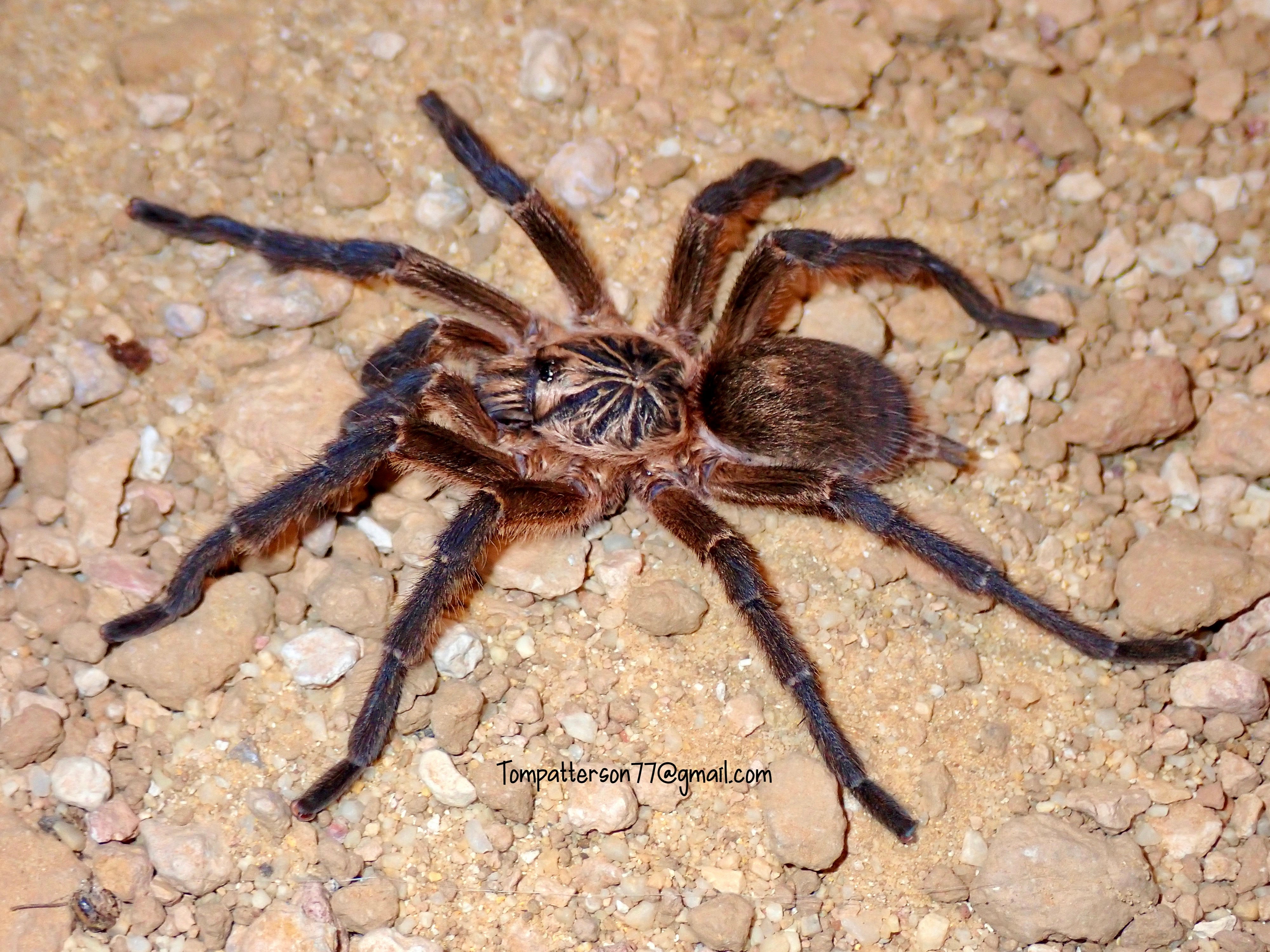 Harpactira pulchripes 3/4” – Hardcore Arachnids