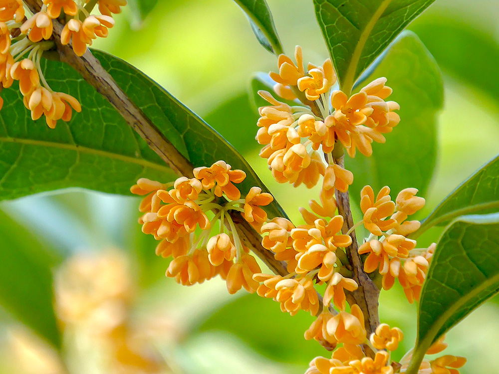 第363話 秋の深まりを知らせるキンモクセイ | はれときどきカメラ*