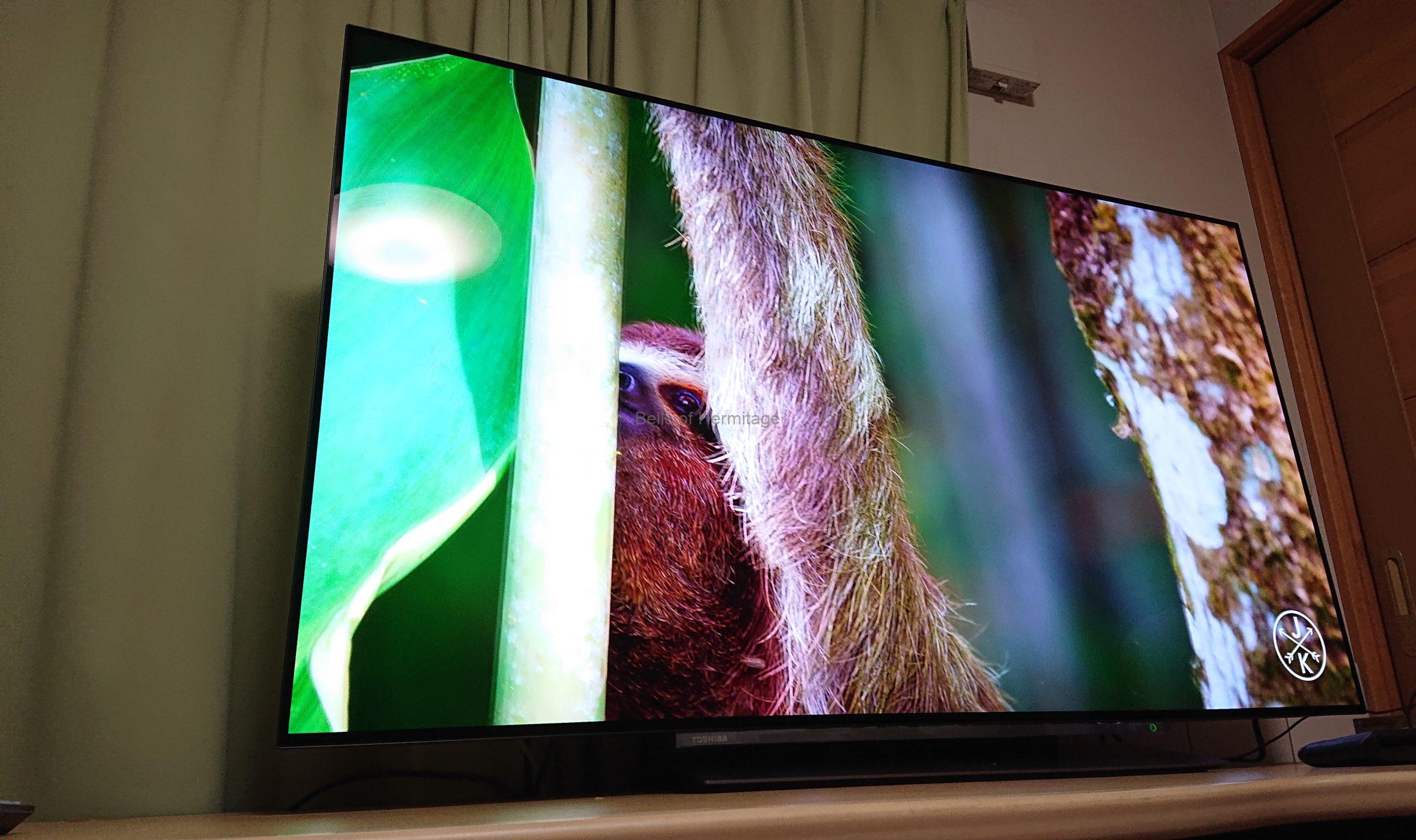 Pluku様限定 TOSHIBA 55インチ 55X830 有機ELテレビ 本体 Pluku様限定