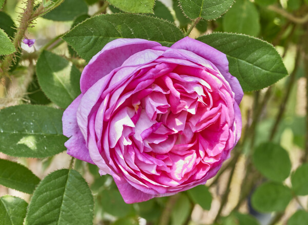 ラネイ – Laneii | 姫野ばら園八ヶ岳農場