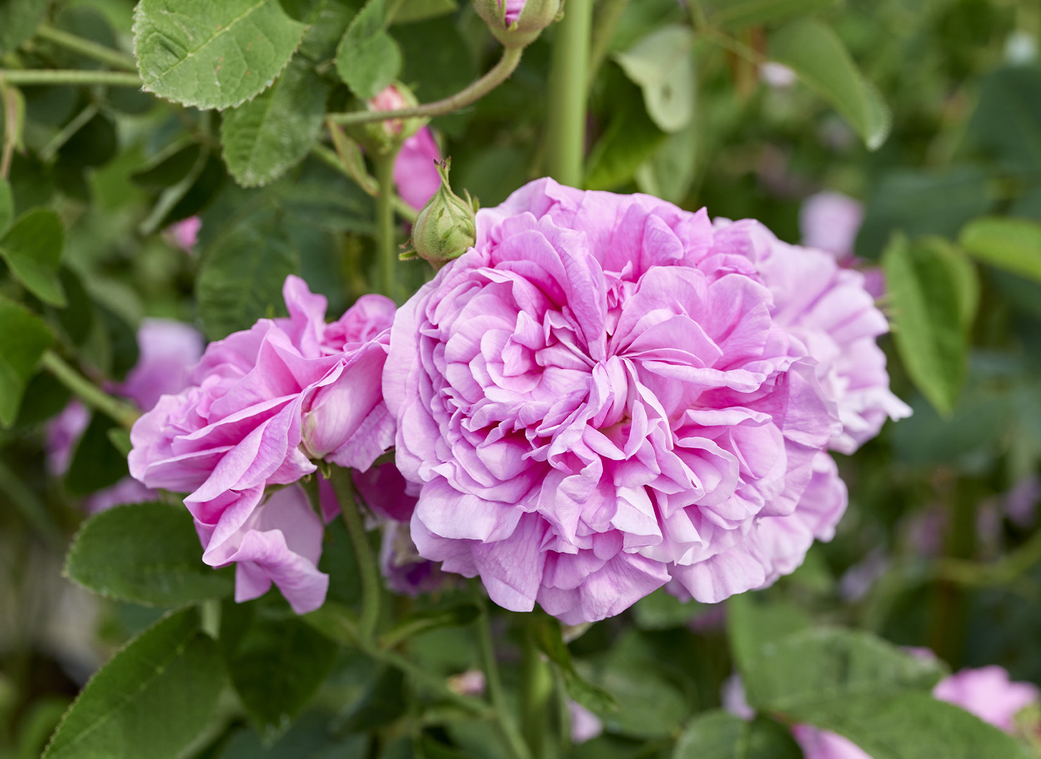 マリー ルイーズ – Marie Louise | 姫野ばら園八ヶ岳農場