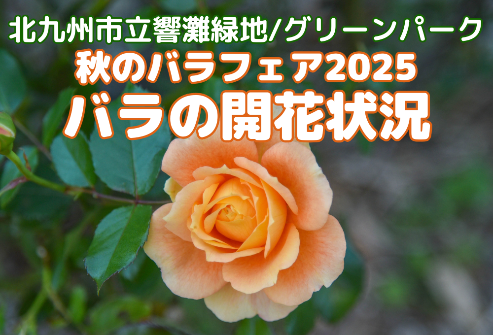 見頃】11/1(土)バラの開花状況 - 北九州市立響灘緑地/グリーンパーク