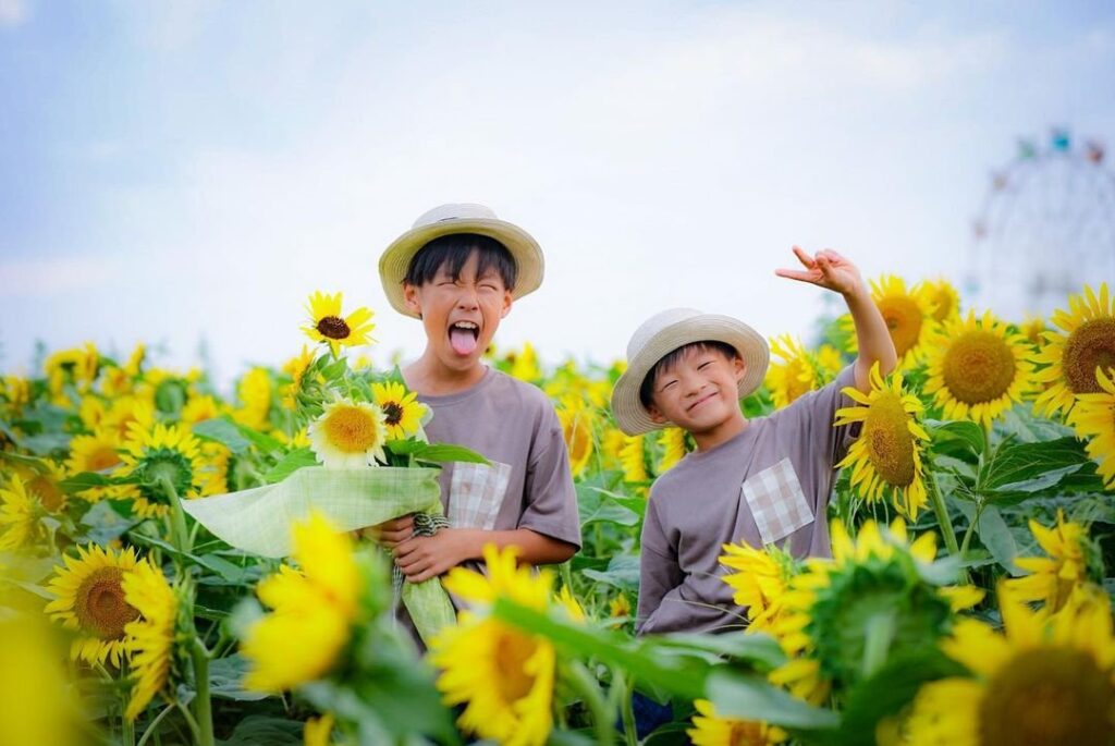 横須賀・ソレイユの丘】10万本のヒマワリが今週末に見頃へ。一面に