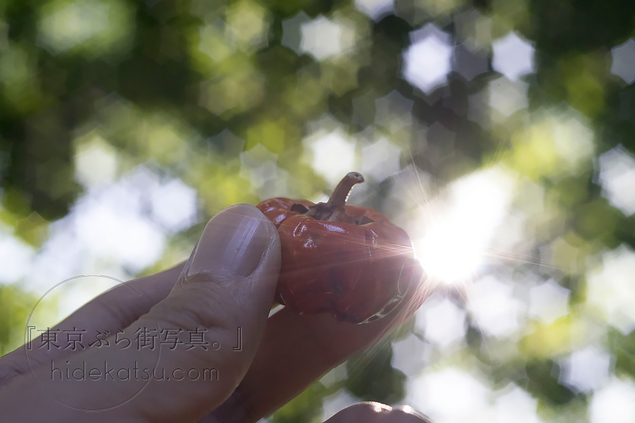 星ボケとシャープな描写のIndustar-61 L/Z 50mm F2.8 – リペアレンズ