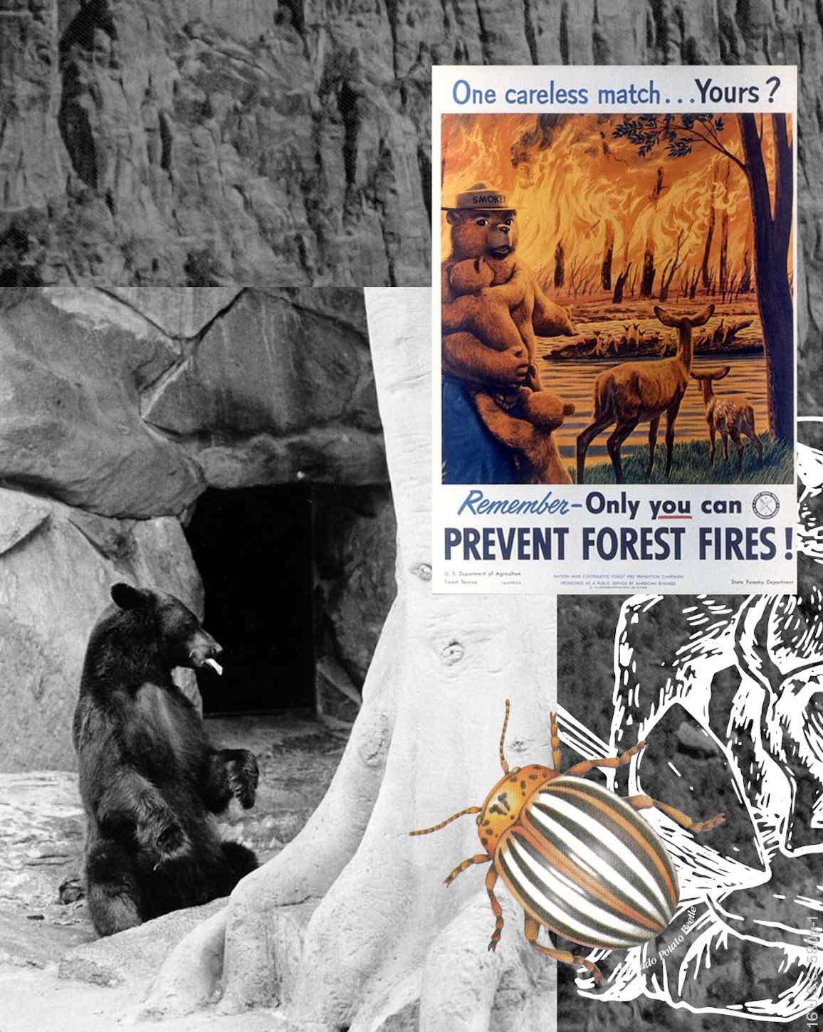 ELEMENT、スモーキー・ベアとのコラボアイテム発売 | HIGHSNOBIETY.JP